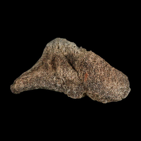 5.6" Triceratops Fossil Vertebrae Marrow Hell Creek Cretaceous Dinosaur MT COA Stand