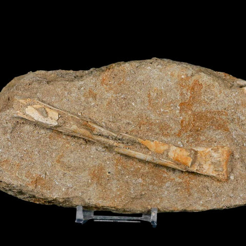 4.7" Pterosaur Tethydraco Regalis Fossil Bone Upper Cretaceous Morocco Stand COA - Fossil Age Minerals