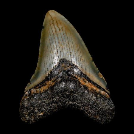 3.3" Quality Megalodon Shark Tooth Serrated Fossil Natural Miocene Age COA