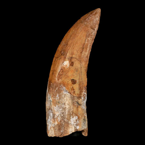 3.3" Carcharodontosaurus Fossil Tooth Cretaceous Theropod Dinosaur Stand, COA - Fossil Age Minerals