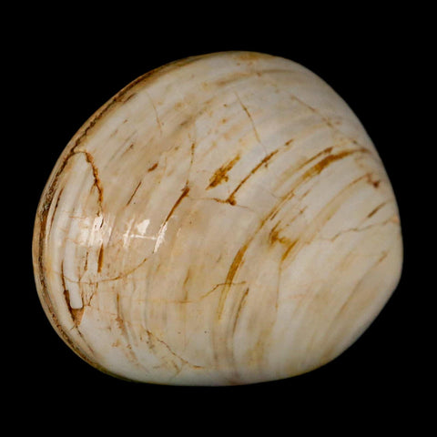 2.9" Clam Fossil Polished Jurassic Madagascar Bivalve Mollusk 150 Million Years Old - Fossil Age Minerals