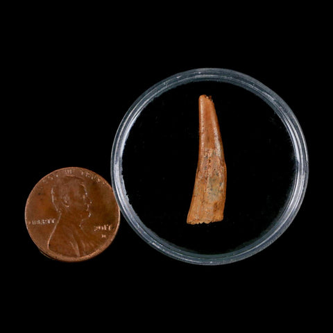 1" Pterosaur Coloborhynchus Fossil Tooth Upper Cretaceous Morocco COA & Display - Fossil Age Minerals