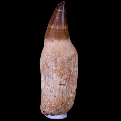 XL 4.3" Mosasaur Prognathodon Fossil Tooth Rooted Cretaceous Dinosaur Era COA - Fossil Age Minerals