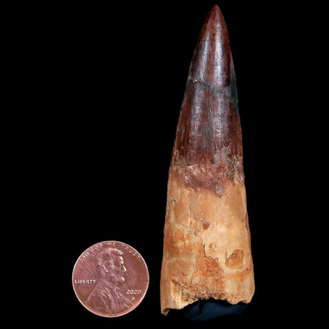XL 3" Spinosaurus Fossil Tooth 100 Million Years Old Cretaceous Dinosaur COA - Fossil Age Minerals