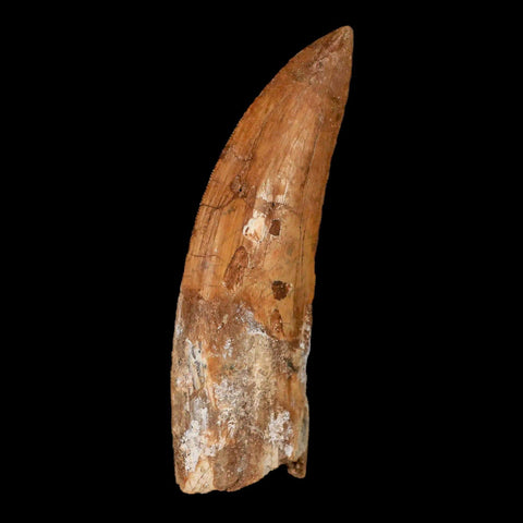 3.3" Carcharodontosaurus Fossil Tooth Cretaceous Theropod Dinosaur Stand, COA - Fossil Age Minerals
