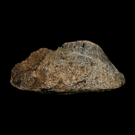 5.6" Triceratops Fossil Vertebrae Marrow Hell Creek Cretaceous Dinosaur MT COA Stand