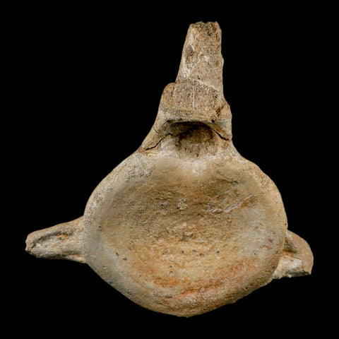 XL 5.6" Plesiosaur Fossil Vertebrae Cretaceous Dinosaur Era Morocco Zarafasaura COA - Fossil Age Minerals
