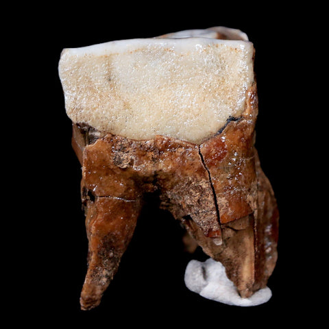 1.9" Woolly Rhinoceros Fossil Rooted Tooth Pleistocene Age Megafauna Russia COA - Fossil Age Minerals