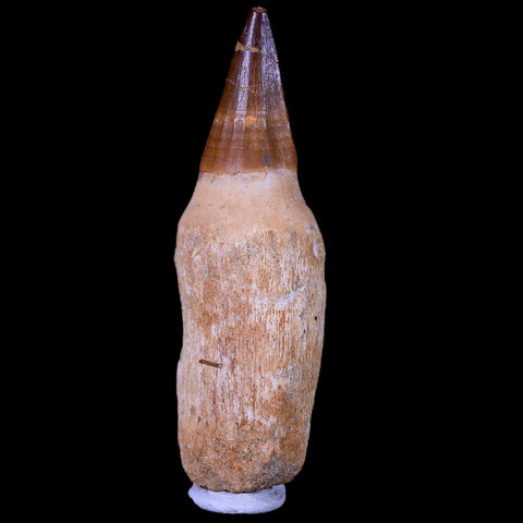 XL 4.3" Mosasaur Prognathodon Fossil Tooth Rooted Cretaceous Dinosaur Era COA - Fossil Age Minerals