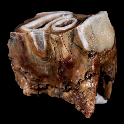 1.9" Woolly Rhinoceros Fossil Rooted Tooth Pleistocene Age Megafauna Russia COA - Fossil Age Minerals