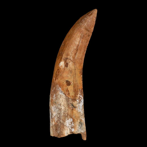 3.3" Carcharodontosaurus Fossil Tooth Cretaceous Theropod Dinosaur Stand, COA - Fossil Age Minerals