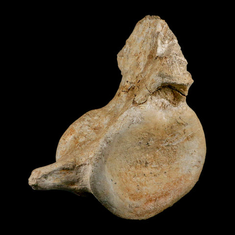 XL 5.6" Plesiosaur Fossil Vertebrae Cretaceous Dinosaur Era Morocco Zarafasaura COA - Fossil Age Minerals