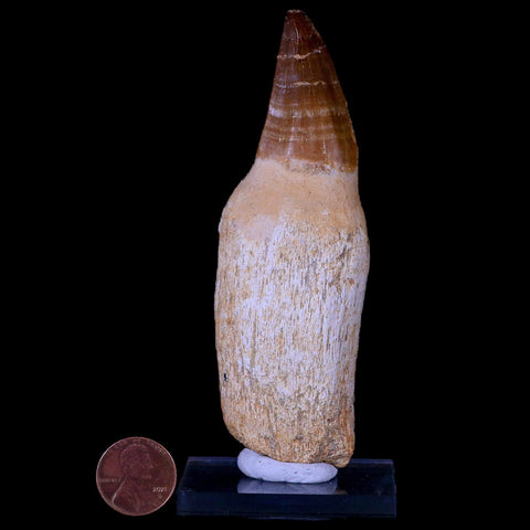 XL 4.3" Mosasaur Prognathodon Fossil Tooth Rooted Cretaceous Dinosaur Era COA - Fossil Age Minerals