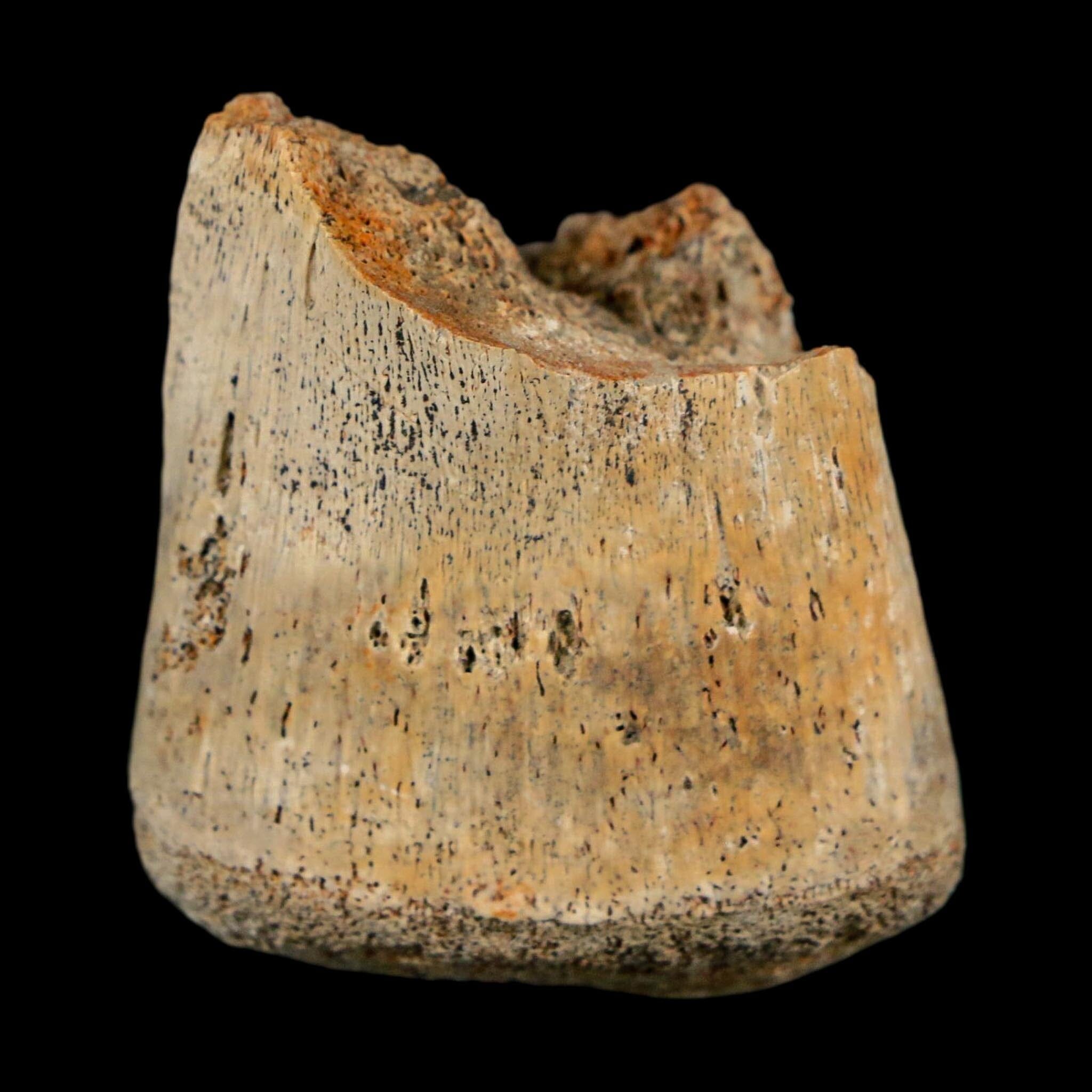 1.4" Corythosaurus Fossil Finger Bone Judith River FM Cretaceous Dinosaur MT