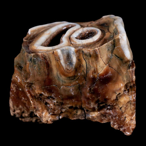 1.9" Woolly Rhinoceros Fossil Rooted Tooth Pleistocene Age Megafauna Russia COA - Fossil Age Minerals