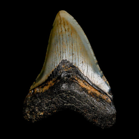 3.3" Quality Megalodon Shark Tooth Serrated Fossil Natural Miocene Age COA