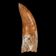 3.3" Carcharodontosaurus Fossil Tooth Cretaceous Theropod Dinosaur Stand, COA