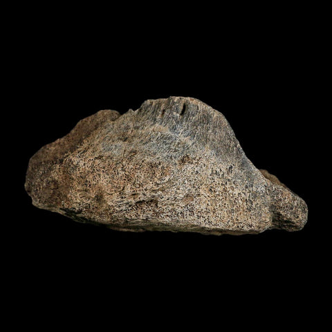 5.6" Triceratops Fossil Vertebrae Marrow Hell Creek Cretaceous Dinosaur MT COA Stand