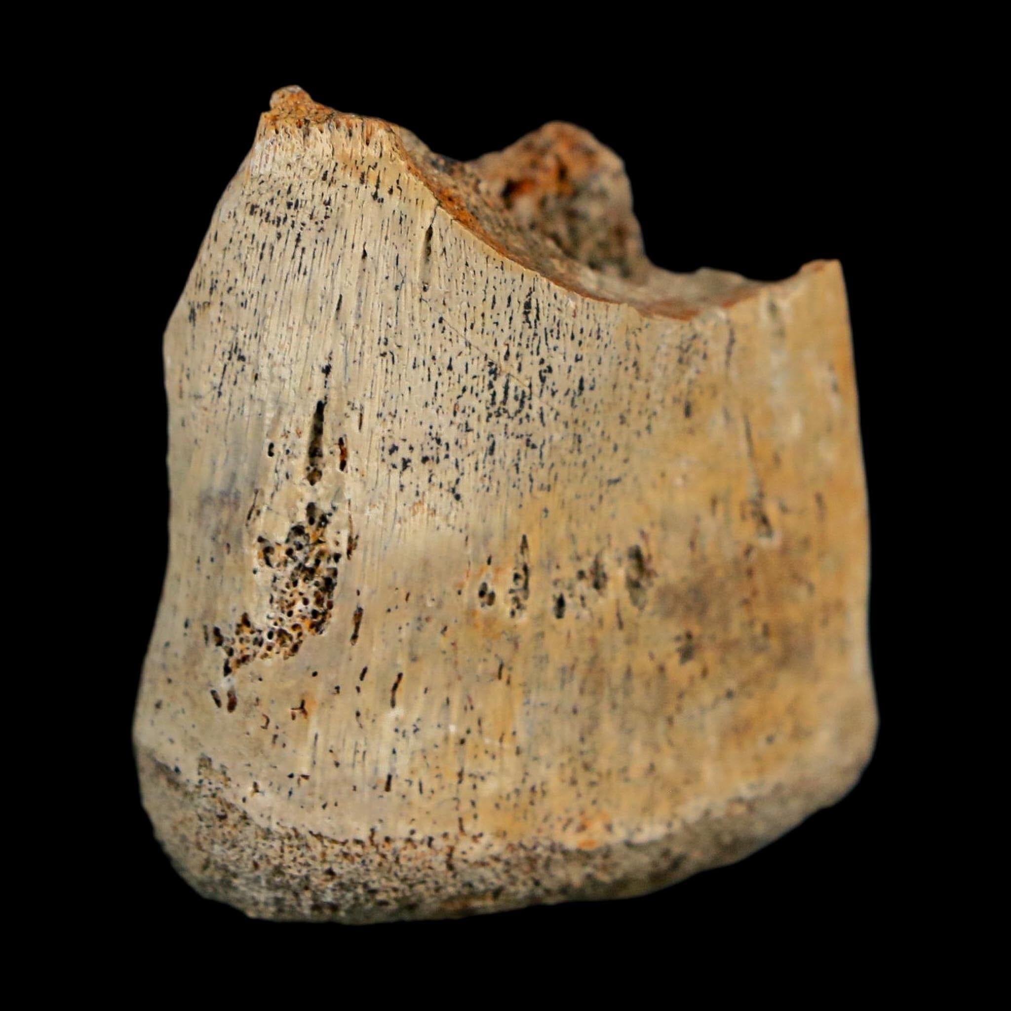 1.4" Corythosaurus Fossil Finger Bone Judith River FM Cretaceous Dinosaur MT