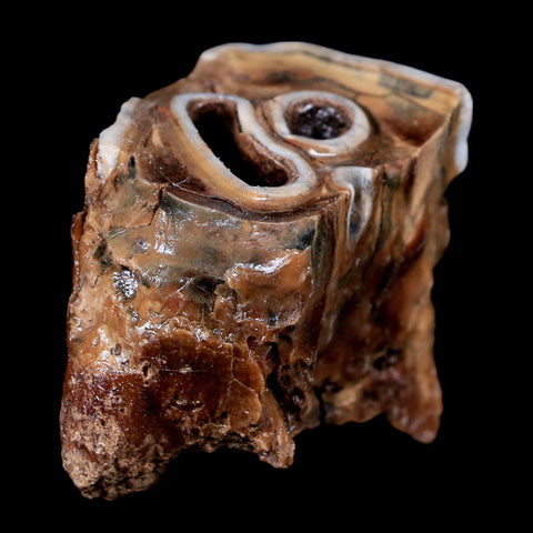 1.9" Woolly Rhinoceros Fossil Rooted Tooth Pleistocene Age Megafauna Russia COA - Fossil Age Minerals