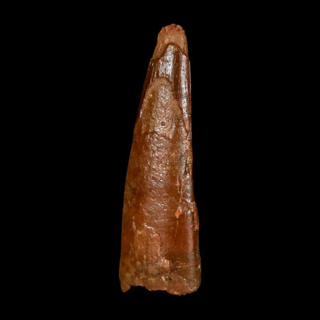 1.1" Pterosaur Coloborhynchus Fossil Tooth Upper Cretaceous Morocco COA & Display