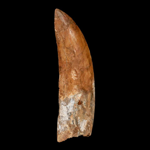 3.3" Carcharodontosaurus Fossil Tooth Cretaceous Theropod Dinosaur Stand, COA - Fossil Age Minerals