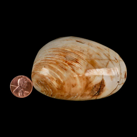 3" Clam Fossil Polished Jurassic Madagascar Bivalve Mollusk 150 Million Years Old - Fossil Age Minerals