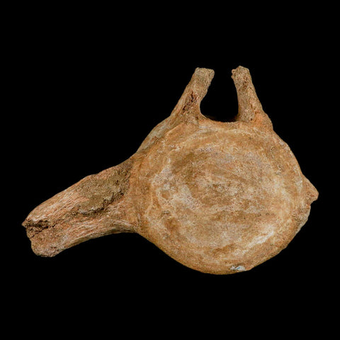 XL 7" Plesiosaur Fossil Vertebrae Cretaceous Dinosaur Era Morocco Zarafasaura COA - Fossil Age Minerals