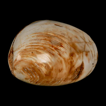 3" Clam Fossil Polished Jurassic Madagascar Bivalve Mollusk 150 Million Years Old