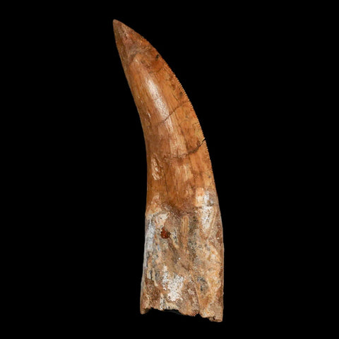 3.3" Carcharodontosaurus Fossil Tooth Cretaceous Theropod Dinosaur Stand, COA - Fossil Age Minerals
