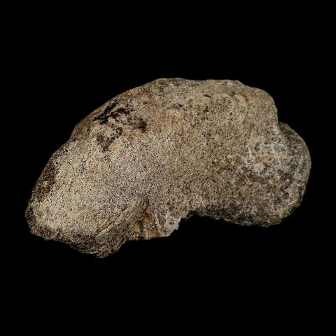 5.6" Triceratops Fossil Vertebrae Marrow Hell Creek Cretaceous Dinosaur MT COA Stand