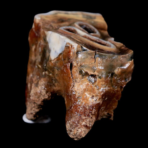 1.9" Woolly Rhinoceros Fossil Rooted Tooth Pleistocene Age Megafauna Russia COA - Fossil Age Minerals