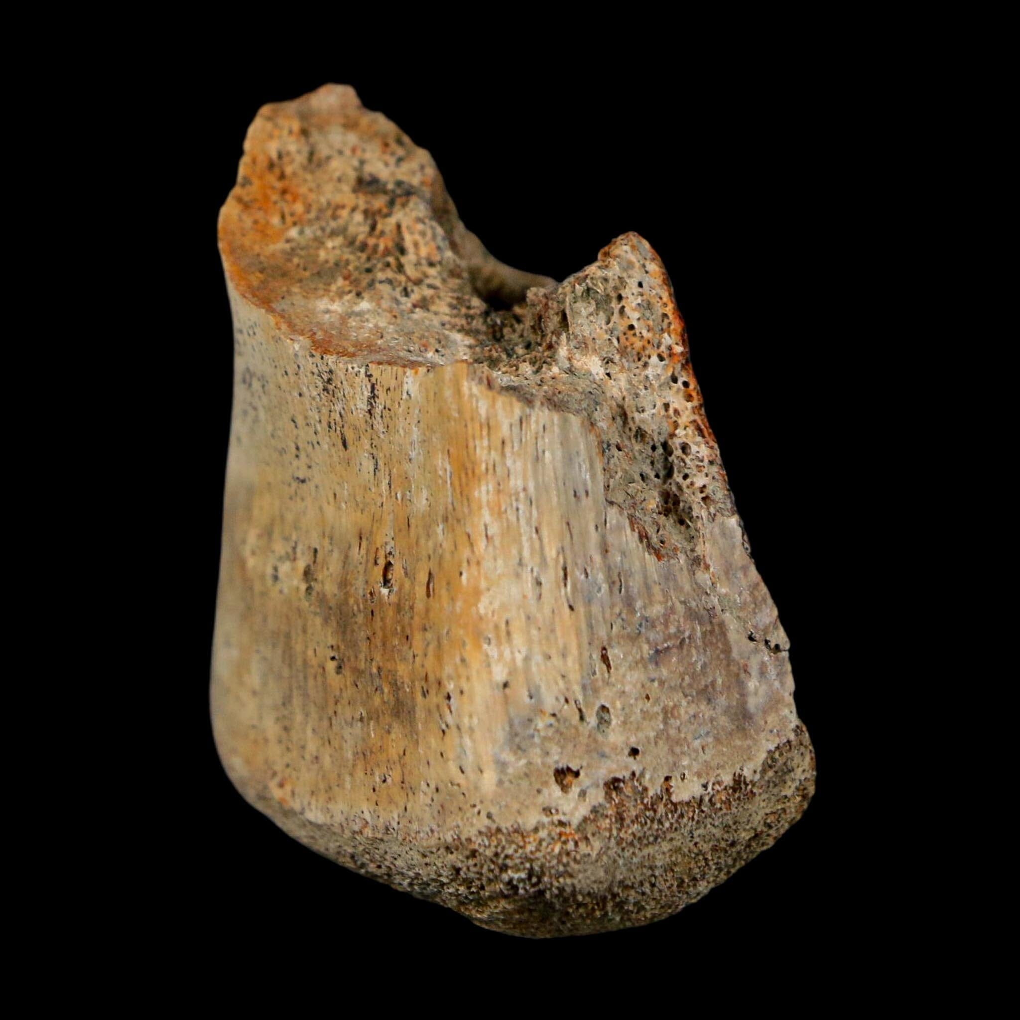 1.4" Corythosaurus Fossil Finger Bone Judith River FM Cretaceous Dinosaur MT