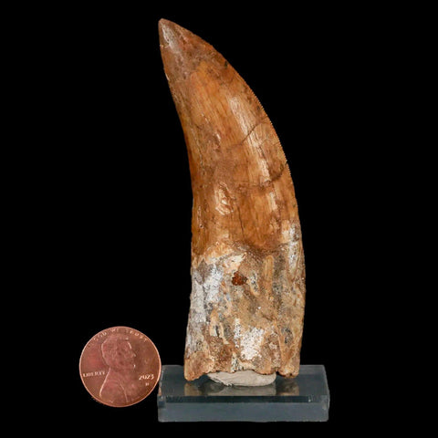 3.3" Carcharodontosaurus Fossil Tooth Cretaceous Theropod Dinosaur Stand, COA - Fossil Age Minerals