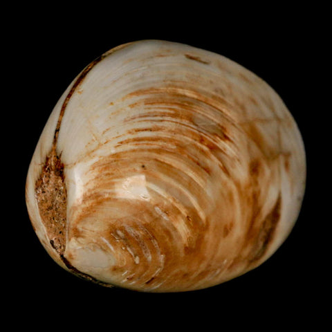 3" Clam Fossil Polished Jurassic Madagascar Bivalve Mollusk 150 Million Years Old - Fossil Age Minerals