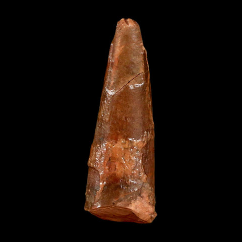 1.1" Pterosaur Coloborhynchus Fossil Tooth Upper Cretaceous Morocco COA & Display - Fossil Age Minerals