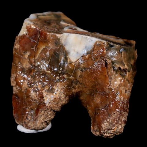 1.9" Woolly Rhinoceros Fossil Rooted Tooth Pleistocene Age Megafauna Russia COA - Fossil Age Minerals
