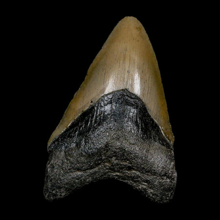XL 3.8" Quality Megalodon Shark Tooth Serrated Fossil Natural Miocene Age COA