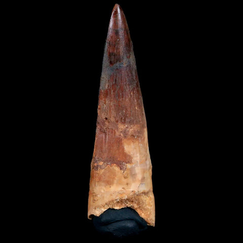 XL 3" Spinosaurus Fossil Tooth 100 Million Years Old Cretaceous Dinosaur COA - Fossil Age Minerals
