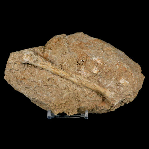 4" Pterosaur Tethydraco Regalis Fossil Bone Upper Cretaceous Morocco Stand COA - Fossil Age Minerals