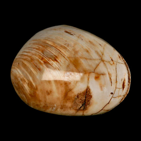 3" Clam Fossil Polished Jurassic Madagascar Bivalve Mollusk 150 Million Years Old - Fossil Age Minerals