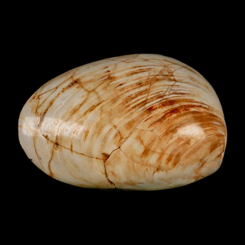 3" Clam Fossil Polished Jurassic Madagascar Bivalve Mollusk 150 Million Years Old - Fossil Age Minerals