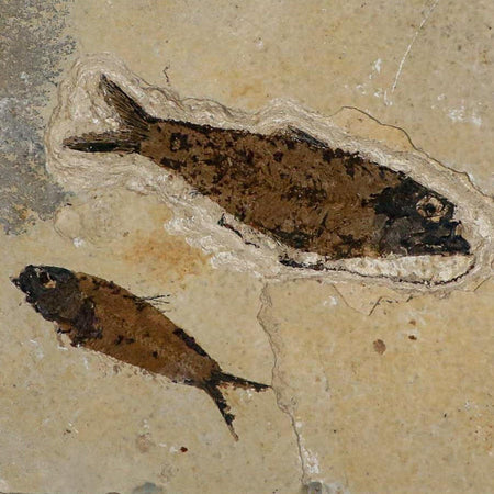 2 Two Knightia Eocaena Fossil Fish Green River FM Wyoming Eocene Age COA & Stand
