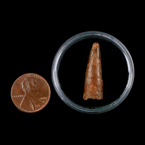 1.1" Pterosaur Coloborhynchus Fossil Tooth Upper Cretaceous Morocco COA & Display - Fossil Age Minerals