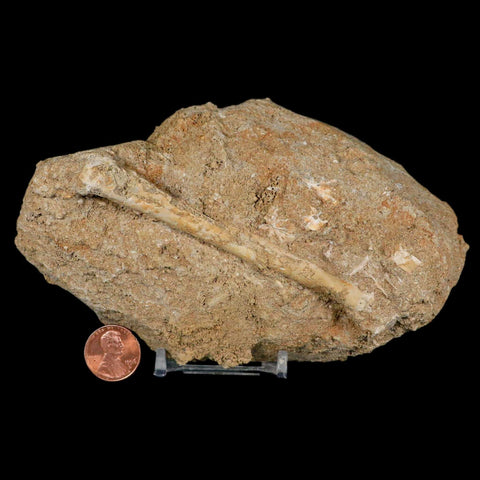 4" Pterosaur Tethydraco Regalis Fossil Bone Upper Cretaceous Morocco Stand COA - Fossil Age Minerals