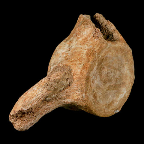 XL 7" Plesiosaur Fossil Vertebrae Cretaceous Dinosaur Era Morocco Zarafasaura COA - Fossil Age Minerals