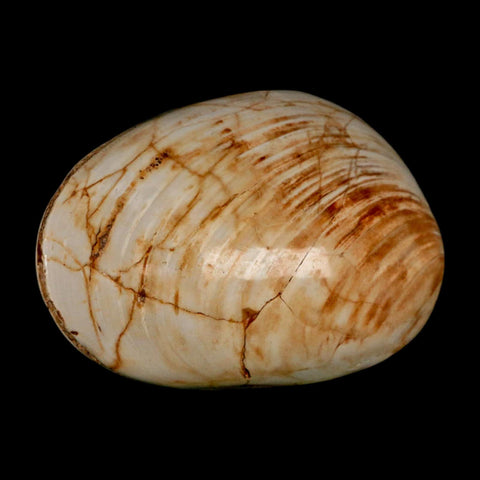 3" Clam Fossil Polished Jurassic Madagascar Bivalve Mollusk 150 Million Years Old - Fossil Age Minerals