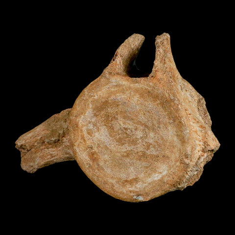 XL 7" Plesiosaur Fossil Vertebrae Cretaceous Dinosaur Era Morocco Zarafasaura COA - Fossil Age Minerals