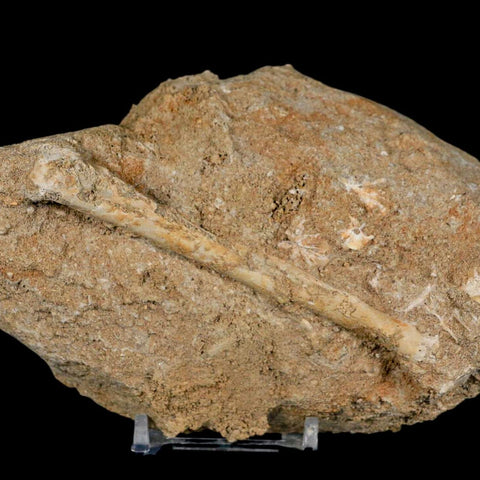 4" Pterosaur Tethydraco Regalis Fossil Bone Upper Cretaceous Morocco Stand COA - Fossil Age Minerals