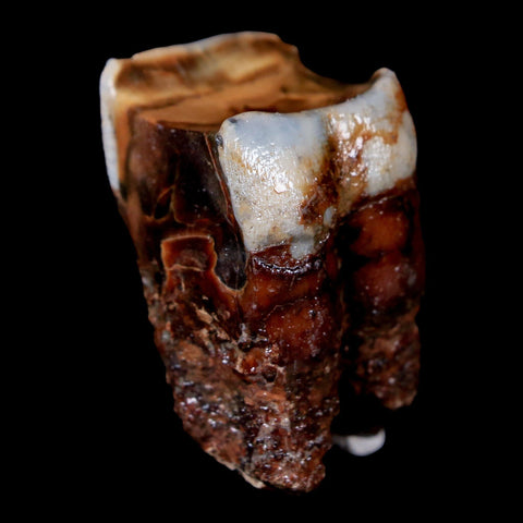 1.7" Woolly Rhinoceros Fossil Rooted Tooth Pleistocene Age Megafauna Russia COA - Fossil Age Minerals
